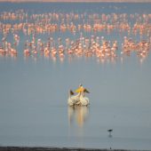  Lake Manyara, TZ